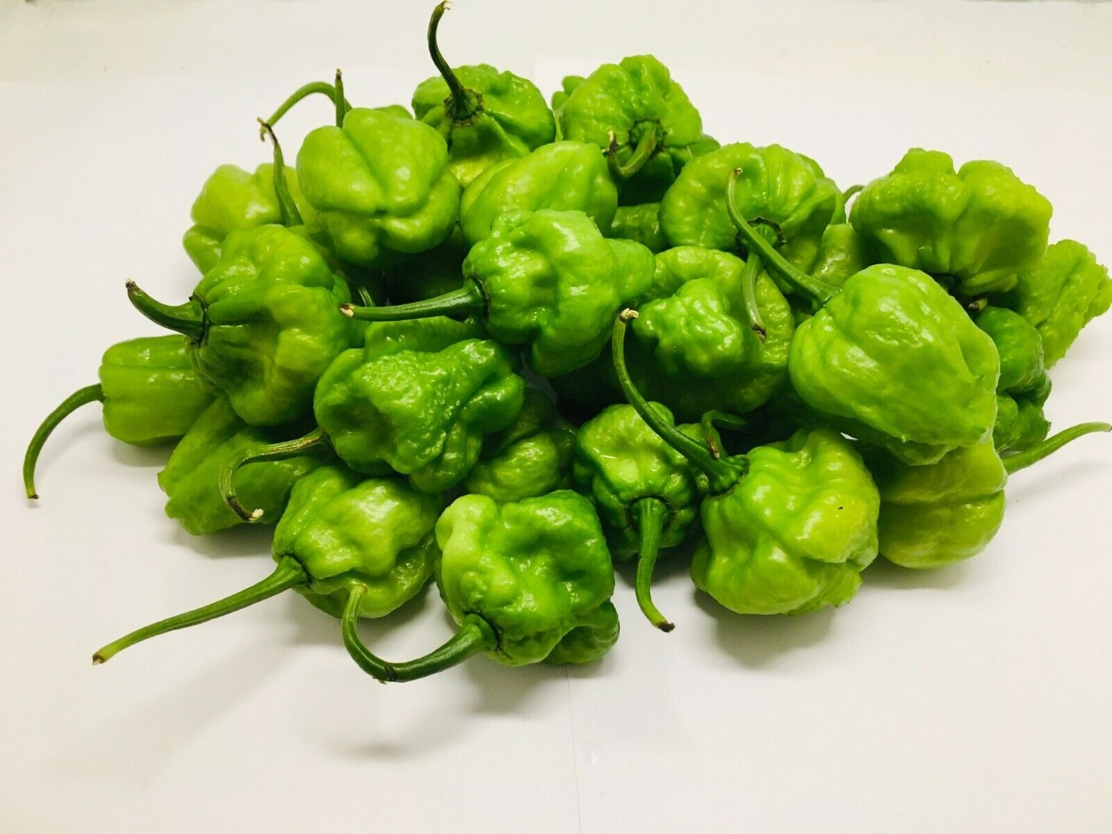 Scotch Bonnet Pepper